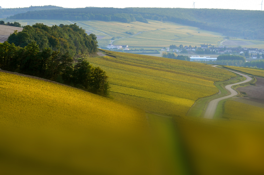 22 June 2024 - Chablis Wine Tasting