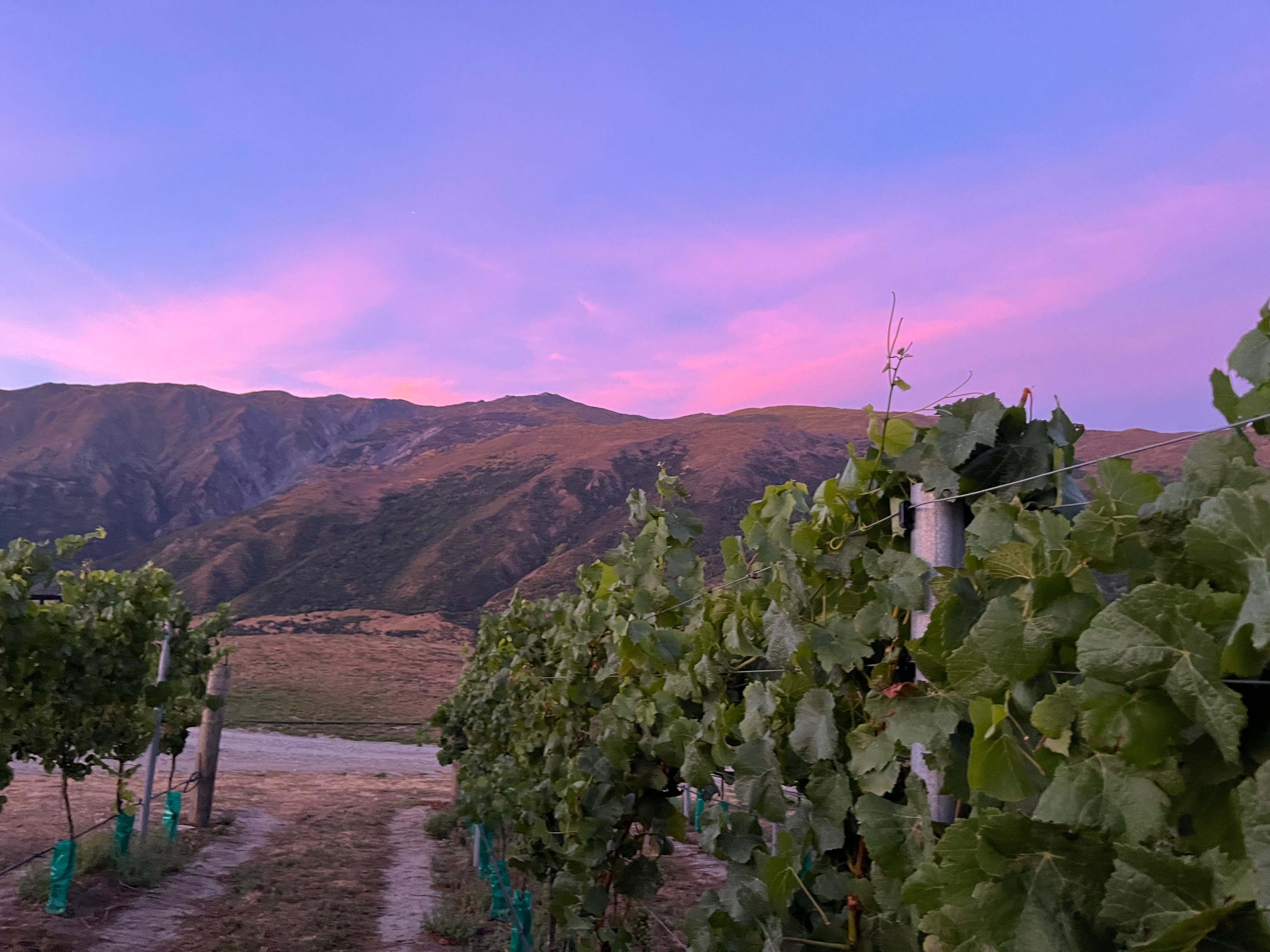 Summer 2025 in the Kinross Home Vineyard