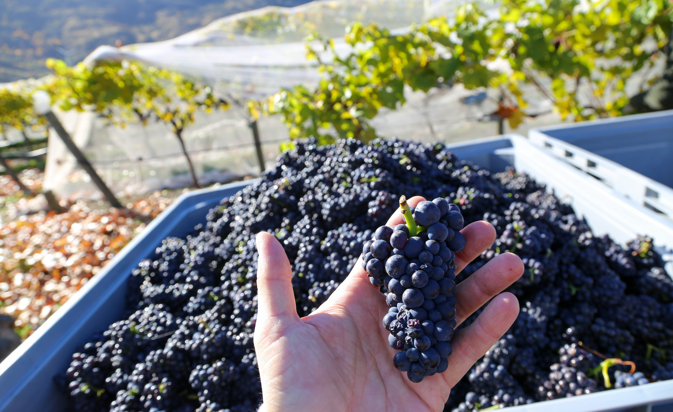 Autumn Vineyard Update 2025