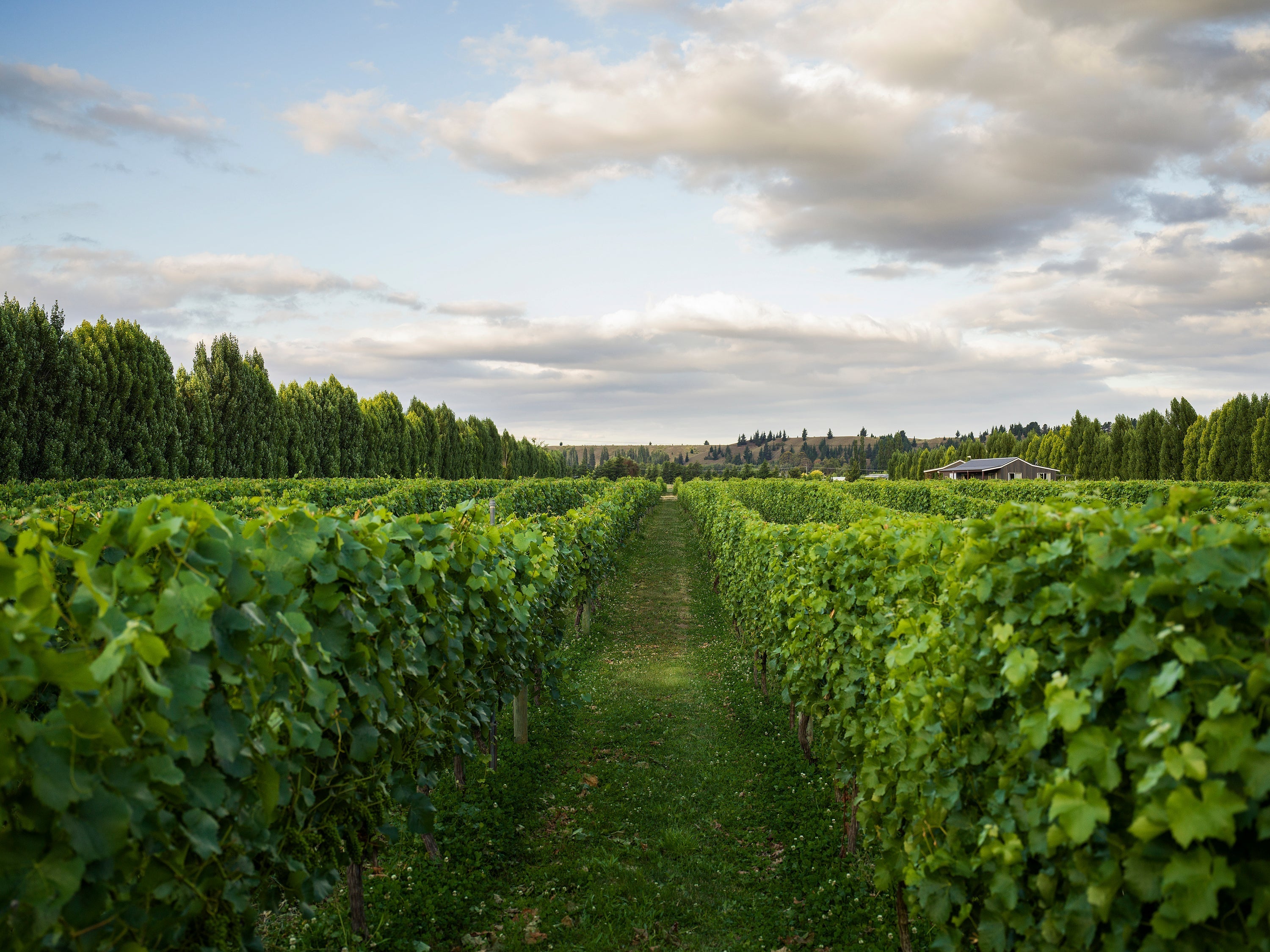 Wild Irishman's Vineyard in Alexandra, Central Otago