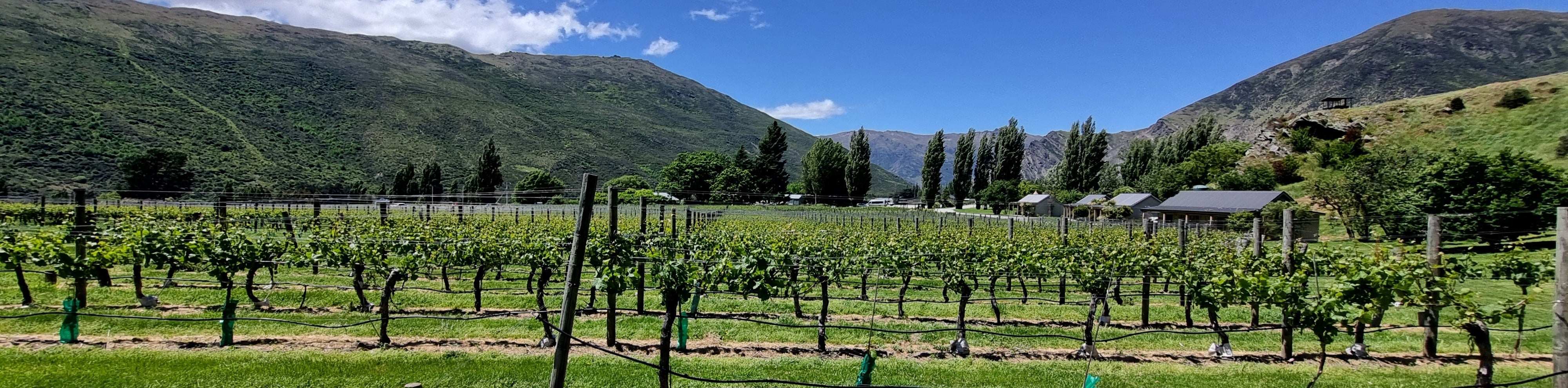 4. Valli 15 bottle - summer25