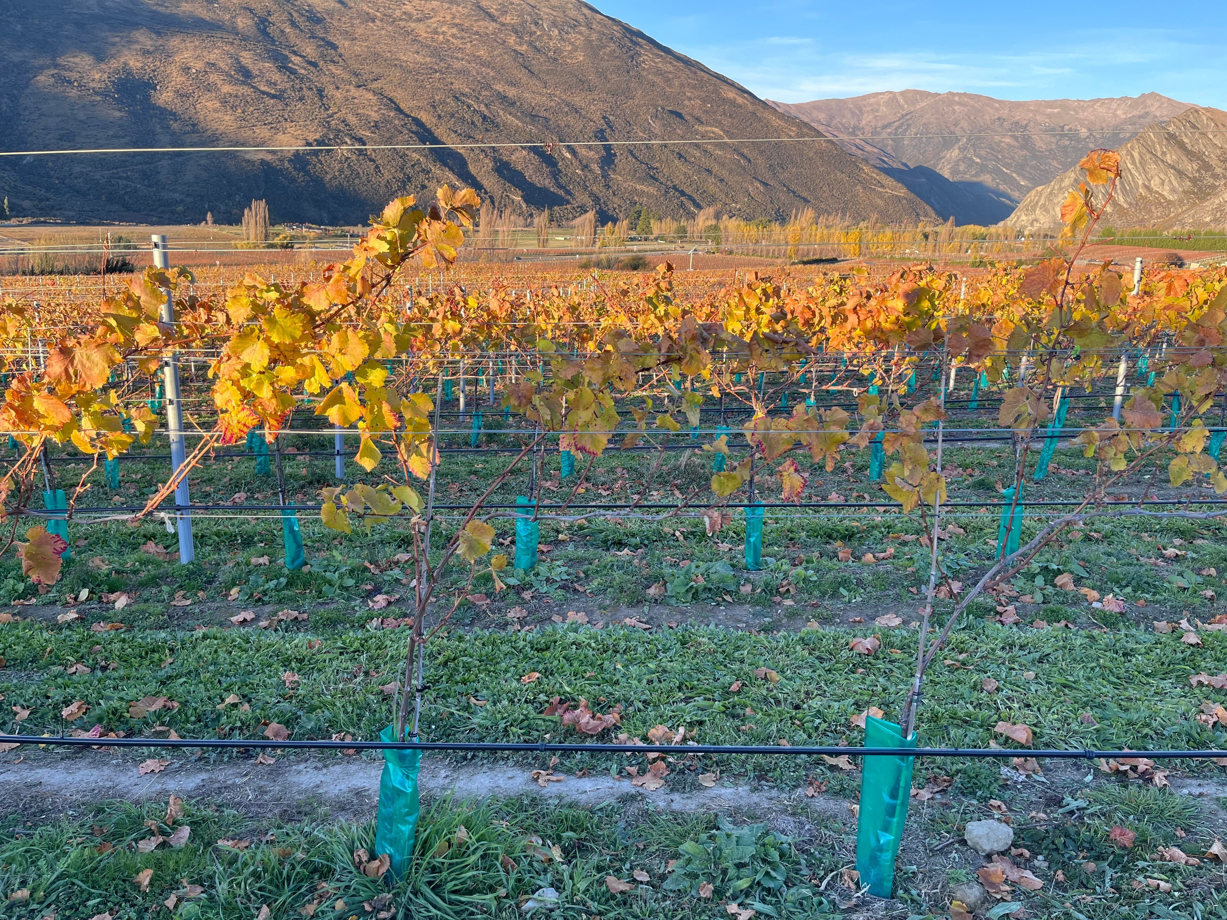 Autumn in Gibbston, Central Otago at Kinross
