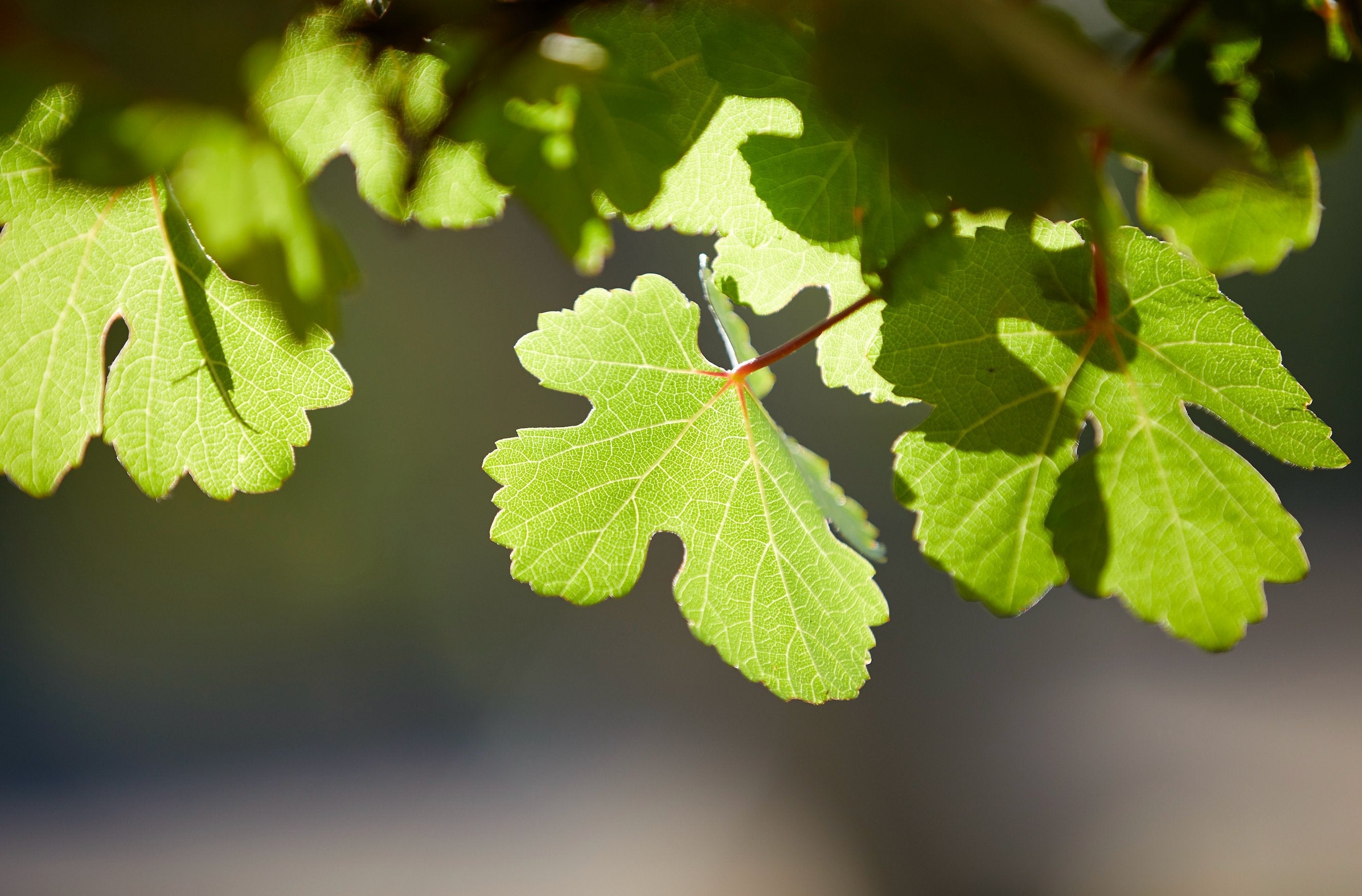 Summer time in Gibbston, Central Otago