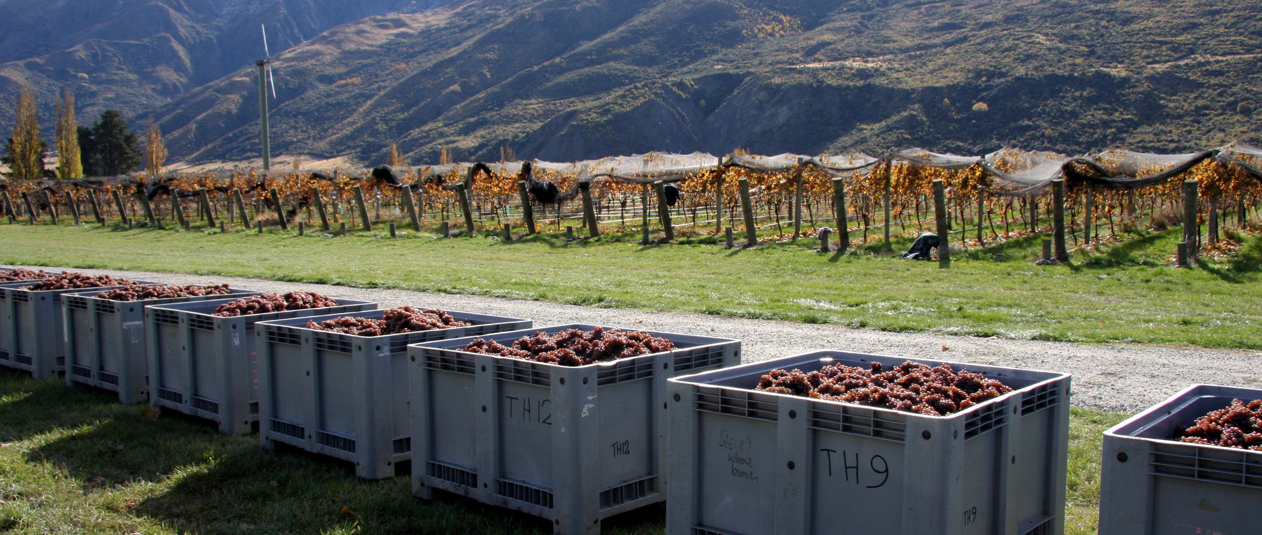 Harvest of Valli in Gibbston Central Otago