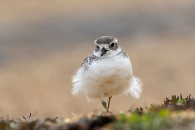 NZ Nature Fund Update - July - Southern Dotterel / Pukunui