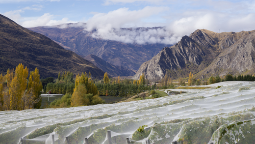 Vineyard view at Kinross in Gibbston, Queenstown, Central Otago. 