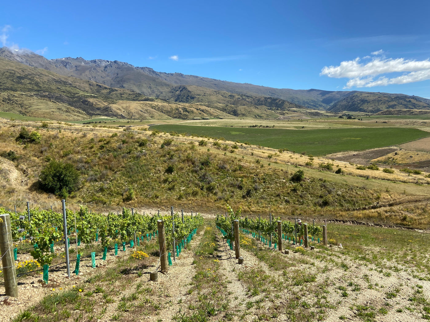 Vineyard on Pisa Mt Range in Pisa sub region of Central Otago 