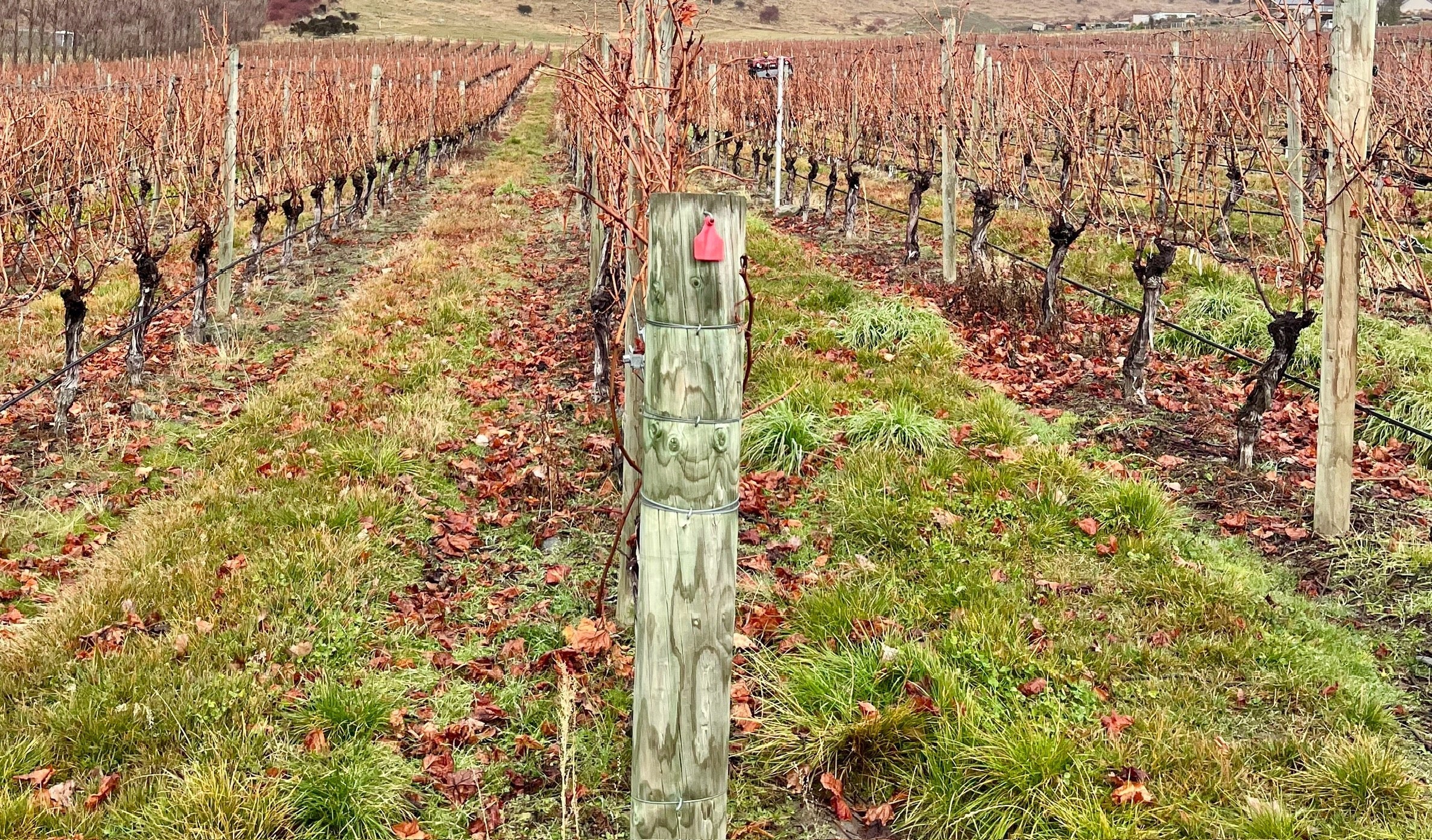 The Art of Cover Crop