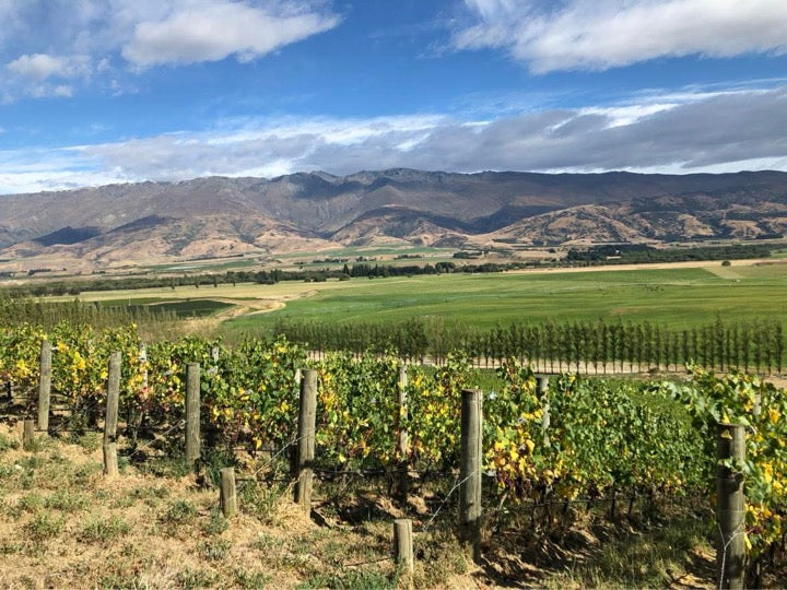 Bendigo Vineyards In Central Otago New Zealand