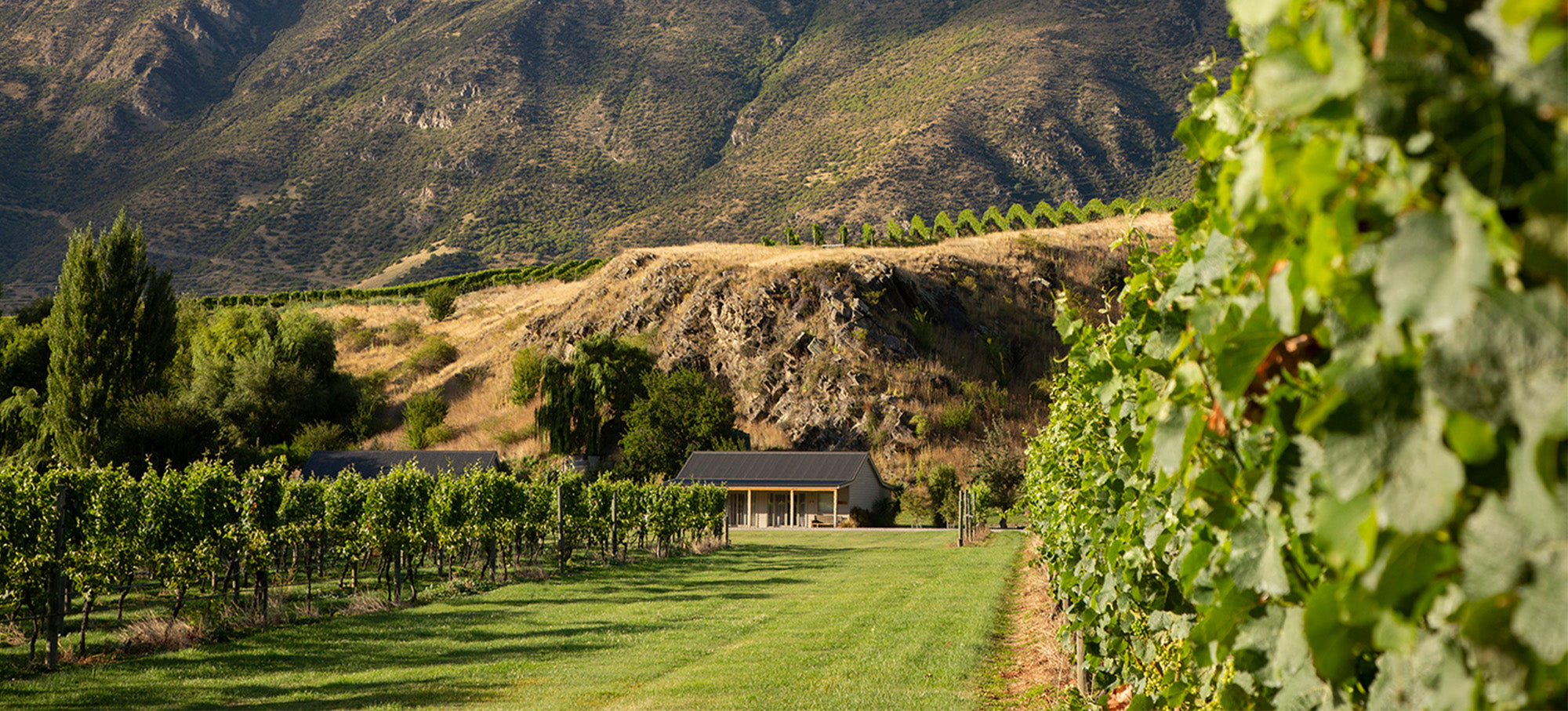 WSET Level 2 - 24 - 26 June 2024