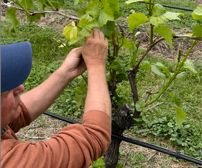 Spring 2024 at Kinross: Navigating the Challenges of a "Dodgeball Season" in the Vineyards