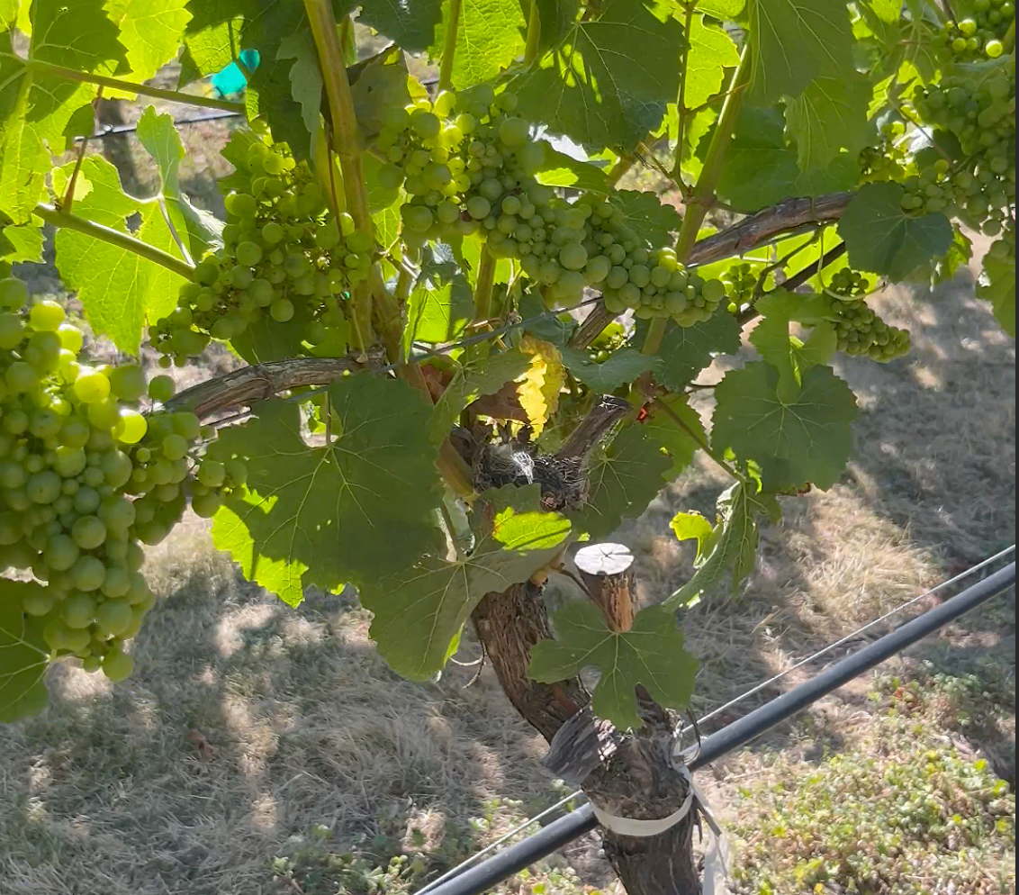 Kinross Home Vineyard Chardonnay Vines 