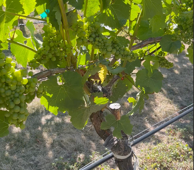 How do you turn Gewürztraminer into Chardonnay? Top Grafting Explained