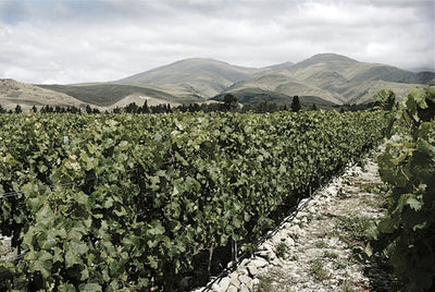 Pinot Noir, Central Otago, New Zealand VS Pinot Noir, Casablanca Valley, Chile