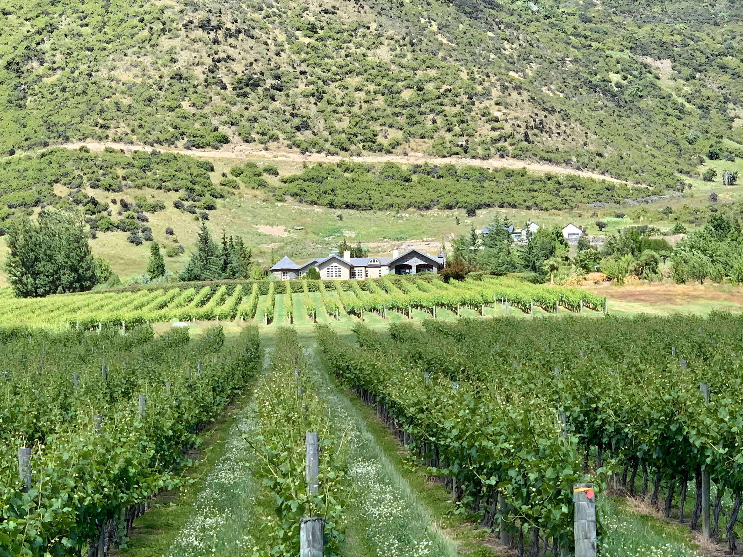 High Garden Vineyard in Summer time 
