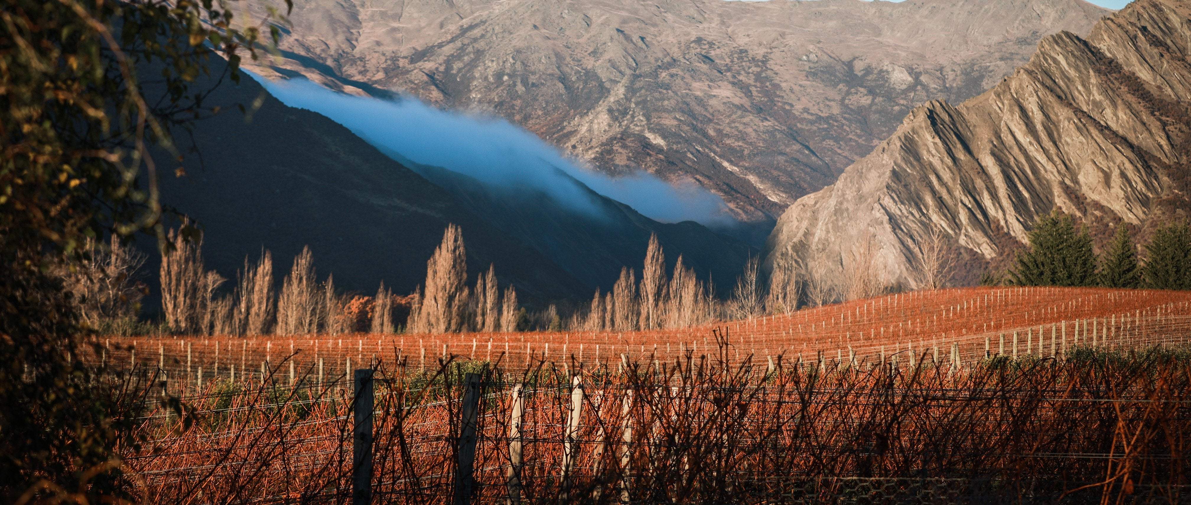 Hawkshead Vineyard in Gibbston over the winter season